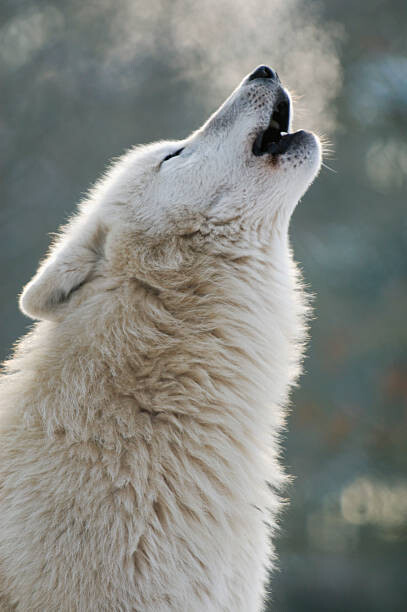Αυτοκόλλητο Arctic wolf howling