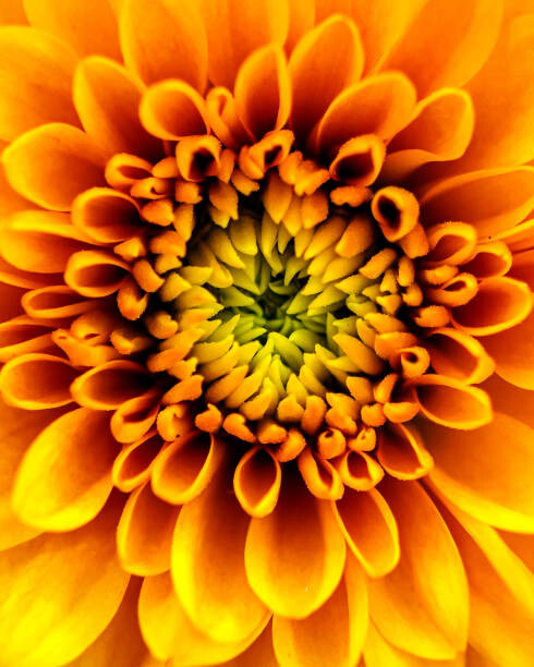 Arte Fotográfica A Chrysanthemum Flower