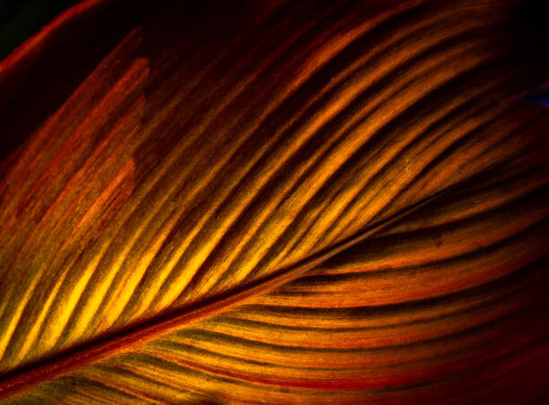 Arte Fotográfica A Close Up Image of a Vibrant Coloured Leaf of Canna Plant