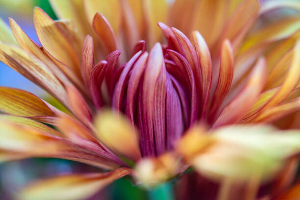 Art Photography A Macro Closeup of a Chrysanthemum Flower
