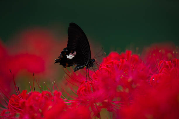 Arte Fotográfica A swallowtail butterfly and Red Spider lilies