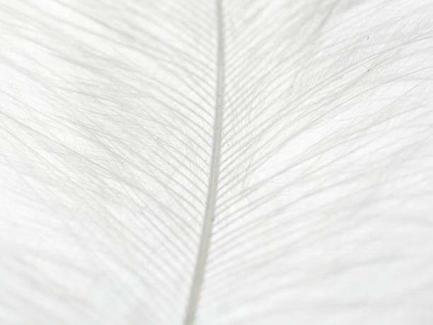 Art Photography Abstract background of white feather close up.