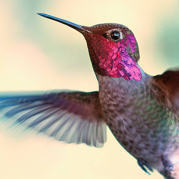 Art Photography Anna's hummingbird
