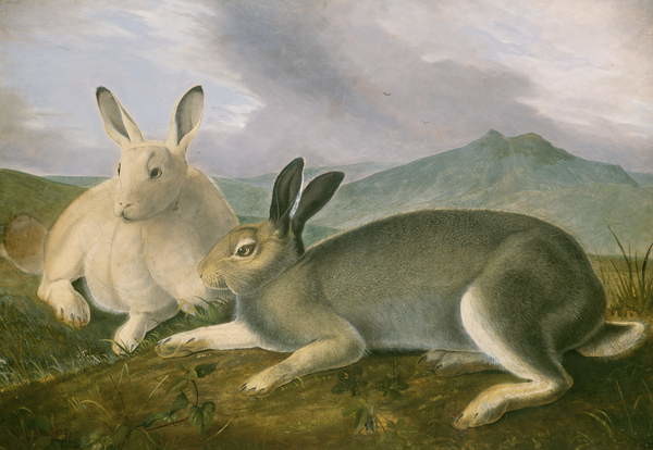 Fine Art Print Arctic Hare, c.1841