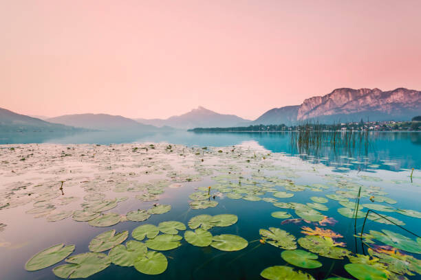 Art Photography Austria, Lake Mondsee, Water Lilies in the morning