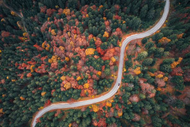 Art Photography Autumn Drive
