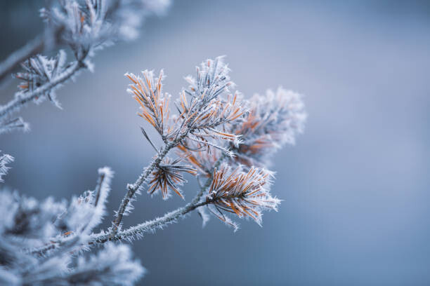Art Photography Autumn - frosty pine needles