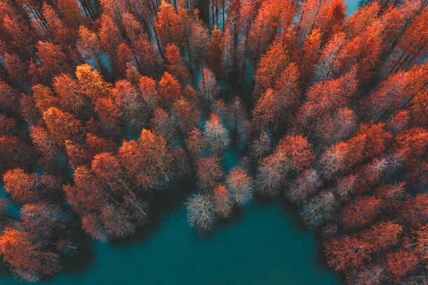 Art Photography Autumn trees and green lake
