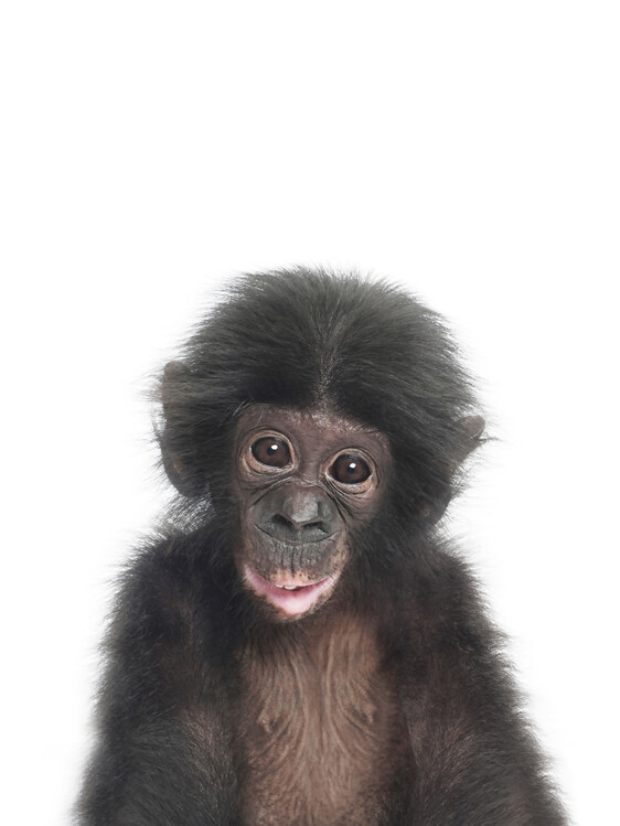 Art Photography Baby Monkey