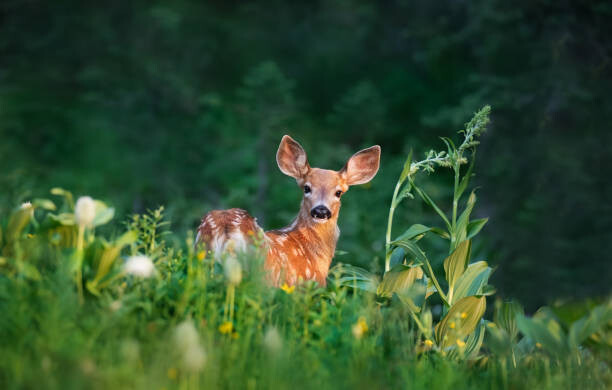 Art Photography Bambi Deer Fawn