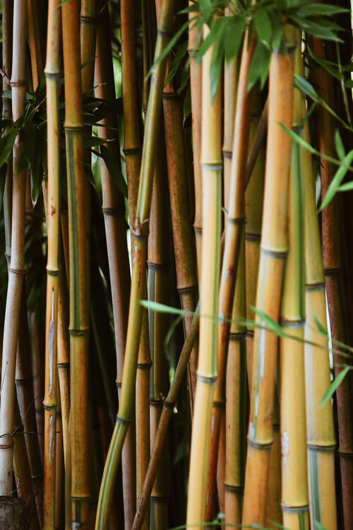 Art Photography Bamboo wall