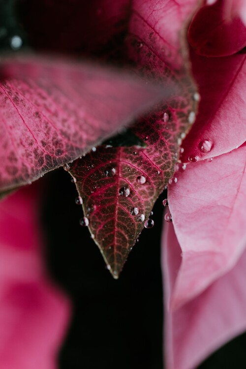 Art Photography Beautiful detail of pink flowers