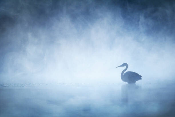 Art Photography Beautiful Mysterious Great Blue Heron on