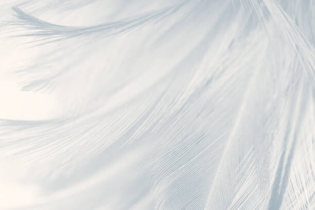 Art Photography Beautiful white gray colors tone feather