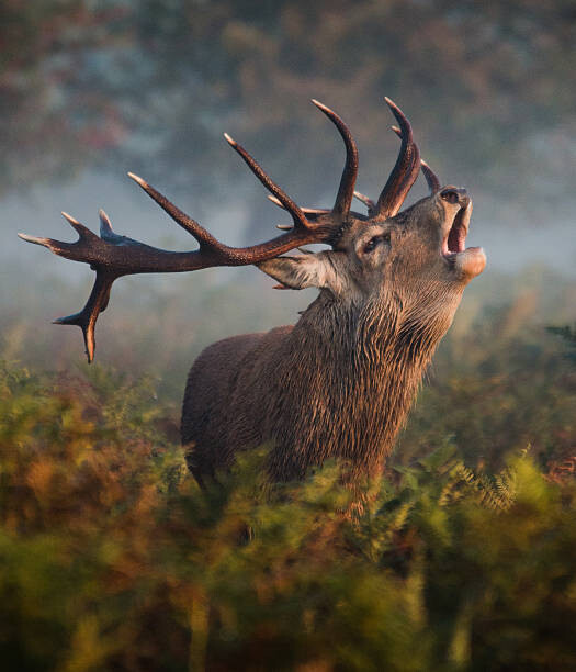Art Photography Bellowing Stag