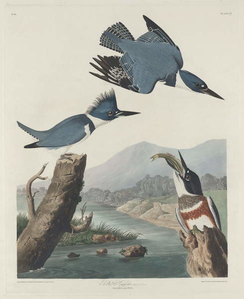 Fine Art Print Belted Kingsfisher, 1830