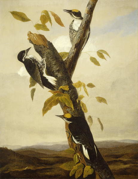 Canvas Print Black-Backed Three-Toed Woodpecker, 1831-3