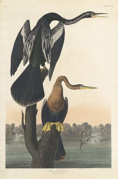 Canvas Print Black-bellied Darter, 1836