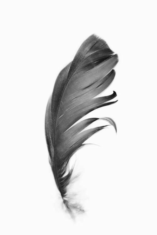 Taide valokuvaus Black feather