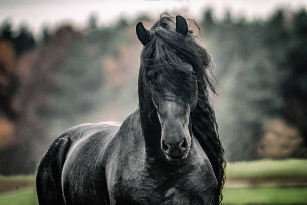 Arte Fotográfica Black pearl of Frisian horse breeding in Poland