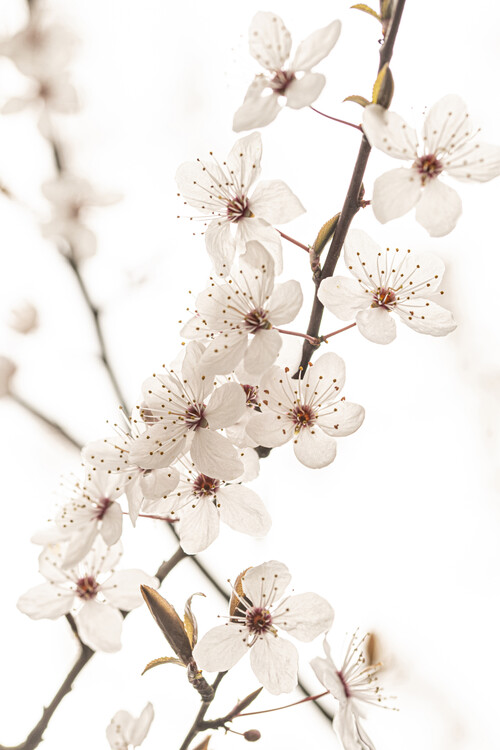 Art Photography Blossoming