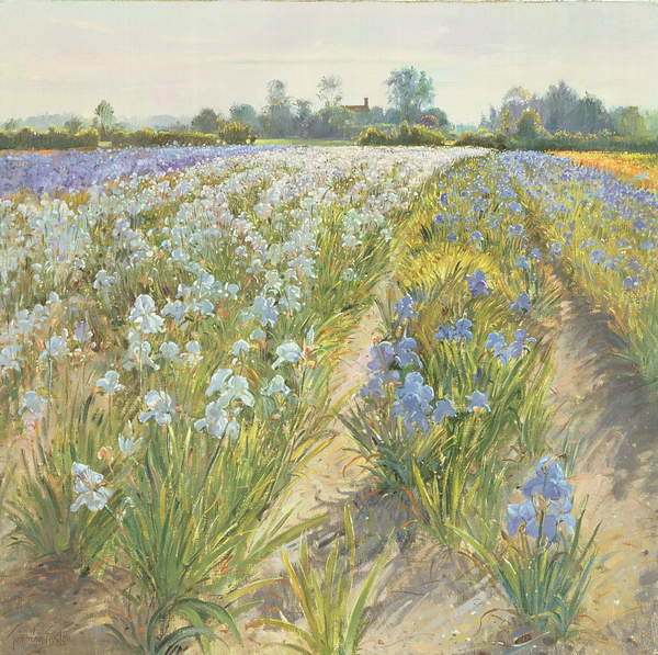 Fine Art Print Blue and White Irises, Wortham