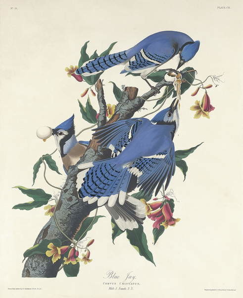 Fine Art Print Blue Jay, 1831