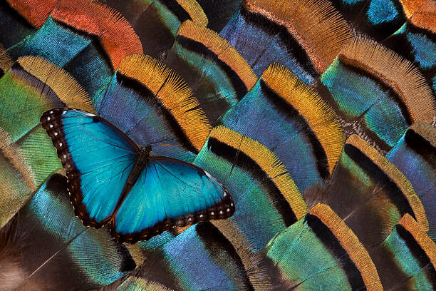 Art Photography Blue Morpho Butterfly on Oscellated Turkey Feather