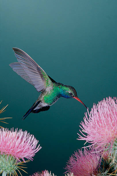 Art Photography Broad-Billed Hummingbird Feeding from Thistle