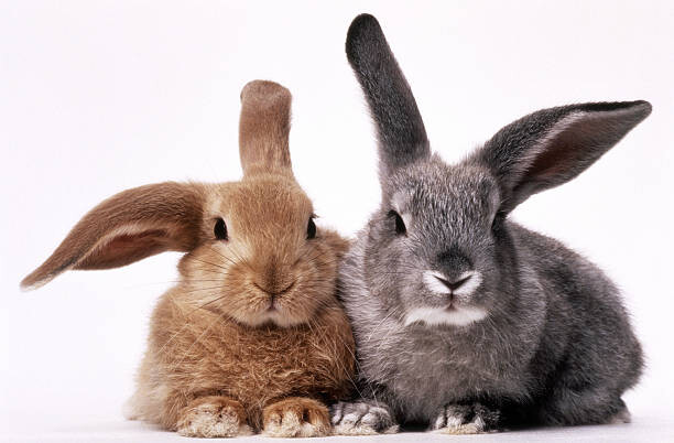 Art Photography BROWN AND GRAY BUNNIES