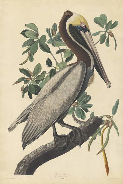 Canvas Print Brown Pelican, 1835