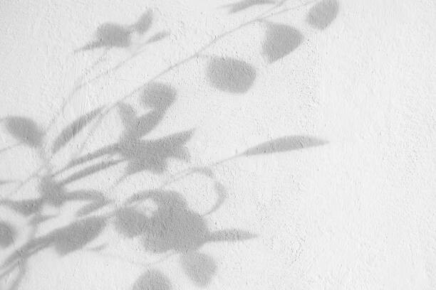 Art Photography Bush leaves shadow over textured white