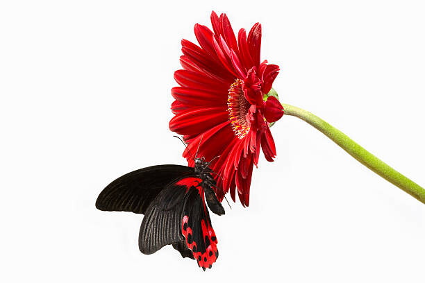 Art Photography Butterfly on red gerbera  flower