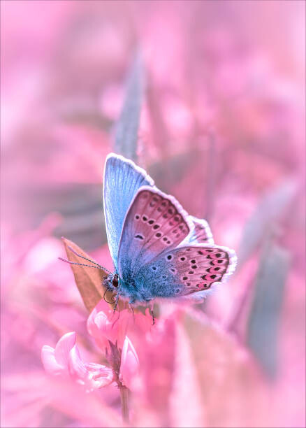 Arte Fotográfica Butterfly sitting on flower