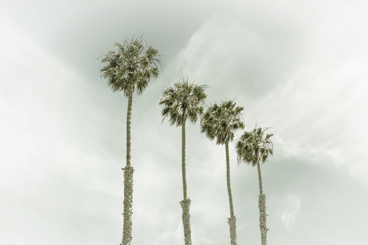 Valokuvataide California Vintage Palm Trees