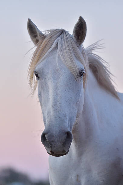 Art Photography Camargue Horse, Portrait