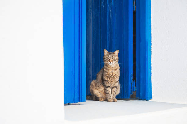 Art Photography Cat sitting on the doorstep.