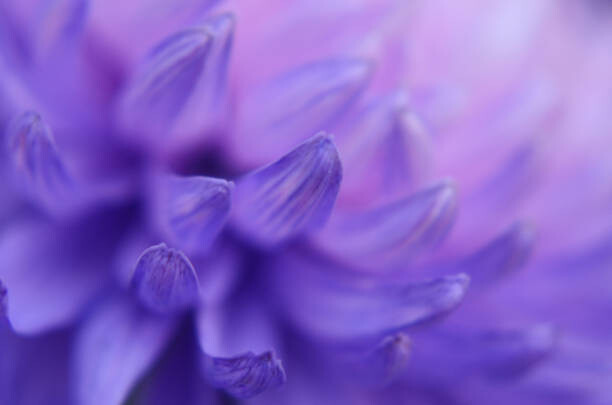 Arte Fotográfica Chrysanthemum Petals Purple Blue Pink Gradient