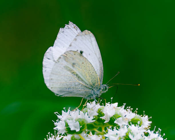 Art Photography Close-up of butterfly pollinating on flower