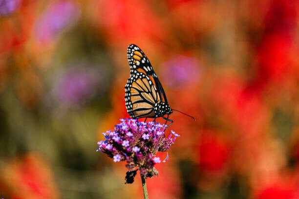 Art Photography Close-up of butterfly pollinating on purple