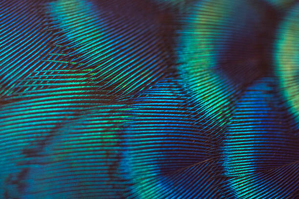 Art Photography close-up peacock feathers