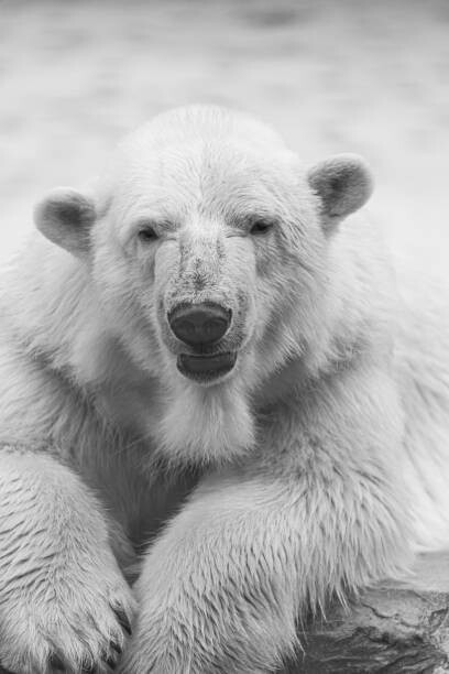 Art Photography Close-up portrait of polar bear