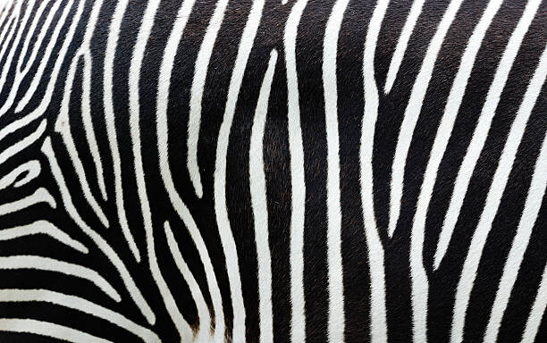 Art Photography Close-up view of zebra stripes