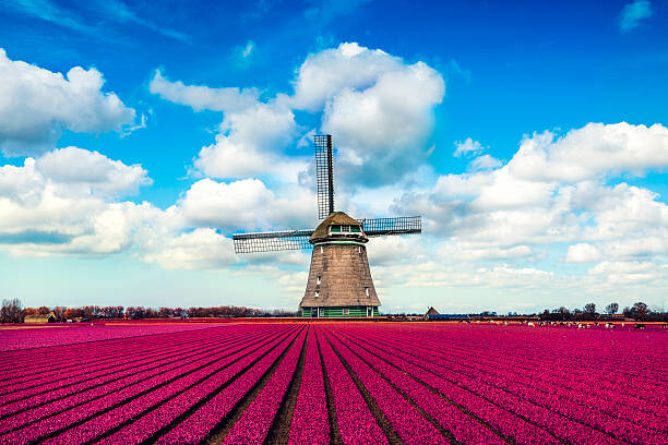 Arte Fotográfica Colorful Tulip Fields in front of