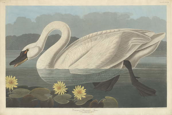 Fine Art Print Common American Swan, 1838