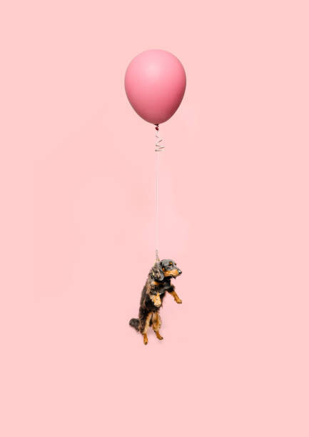 Valokuvataide Cute dog tied to a balloon and floating