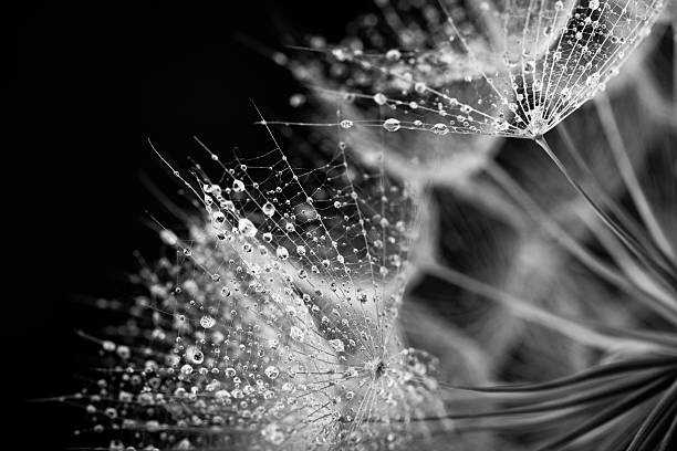 Art Photography Dandelion seed with water drops