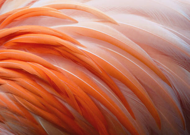 Art Photography Detail of Flamingo Feathers at Naples, Florida