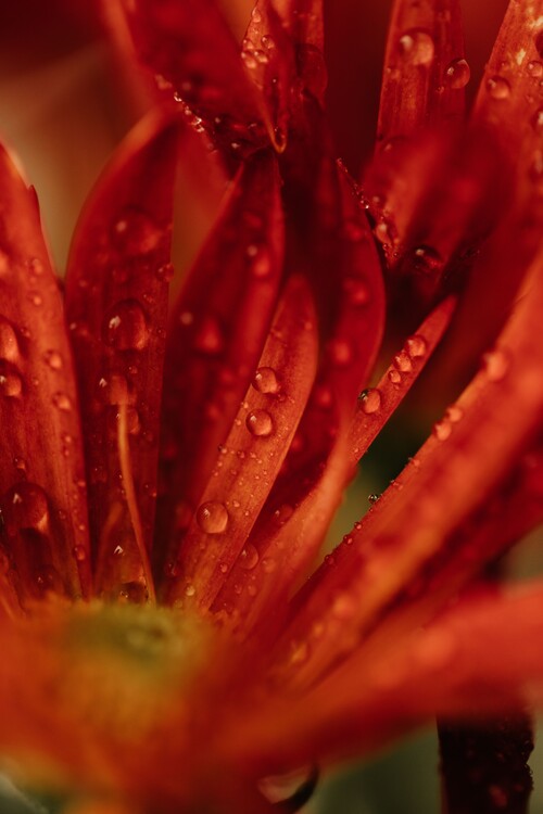 Arte Fotográfica Detail of red flowers 2