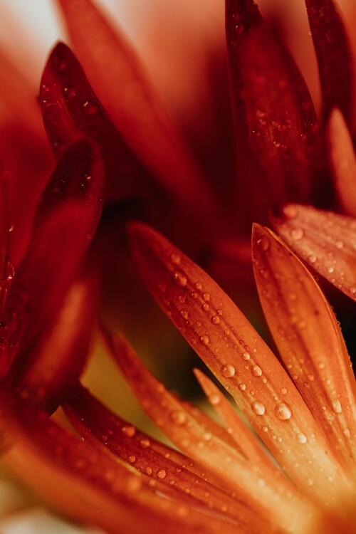 Arte Fotográfica Detail of red flowers